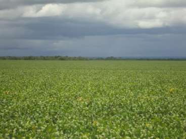 Fazenda a venda em figueirópolis - to 1306 ha.