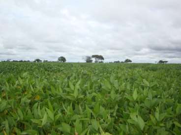 Fazenda a venda em peixe - to 2323 ha.