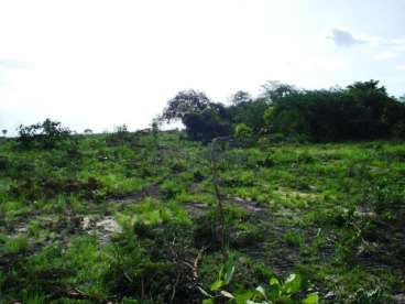 Fazenda a venda em peixoto de azevedo