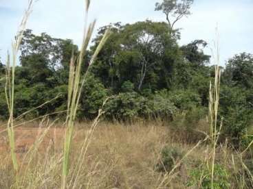 Fazenda a venda em pium - to 1.974 há