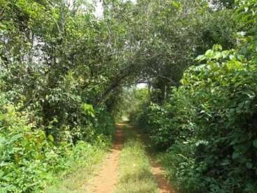 Fazenda a venda em pium - to 1.974 há