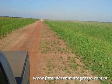 Fazenda água boa / mt 8300 hectares