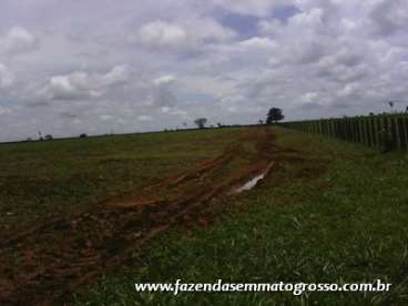 Fazenda alta floresta / mt 3300 alqueires