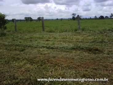 Fazenda alta floresta / mt 3300 alqueires