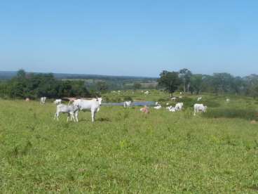 Fazenda área em bonito - 223