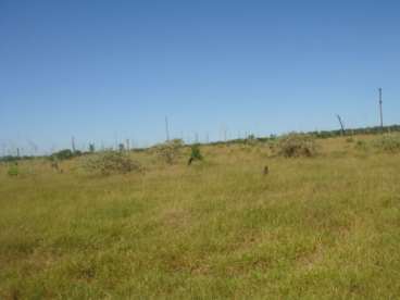 Fazenda arrendamento pra soja - 192