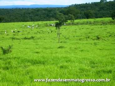 Fazenda barra do garcas / mt 700 hect.