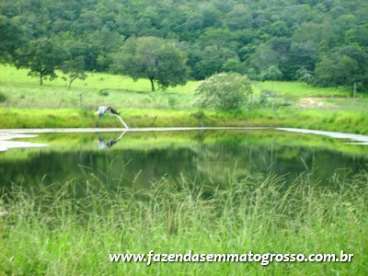 Fazenda barra do garcas / mt 700 hect.