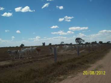 Fazenda beira rio cristalino 2178 ha