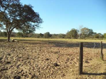 Fazenda boa para pecuária em torixoreu-mt