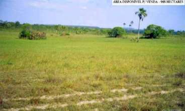 Fazenda com 968 ha em lizarda-to