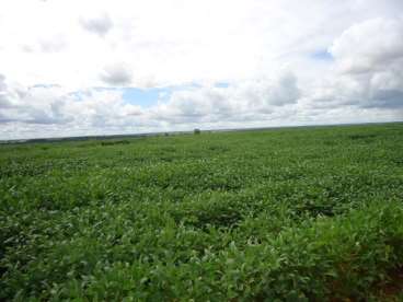 Fazenda com dupla aptidao 426 ha