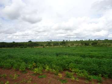 Fazenda com dupla aptidao 426 ha