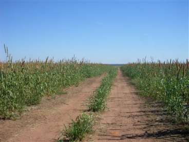 Fazenda com lavoura bem localizada 600 ha