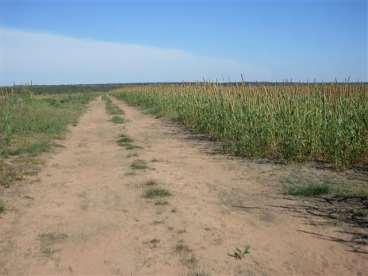 Fazenda com lavoura bem localizada 600 ha