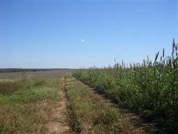 Fazenda com lavoura bem localizada 600 ha