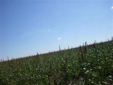 Fazenda com lavoura bem localizada 600 ha