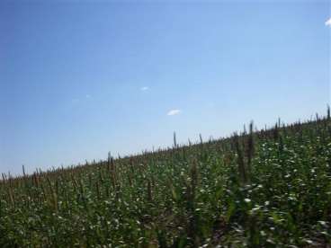 Fazenda com lavoura bem localizada 600 ha