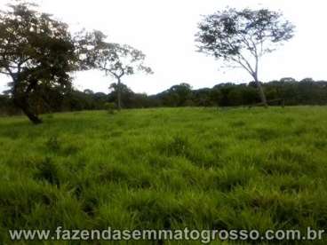 Fazenda cuiaba / mt 360 hectares