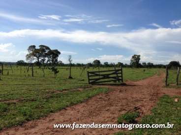 Fazenda diamantino / mt 884 hectares