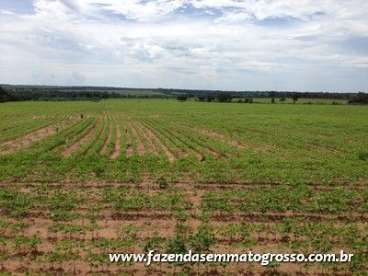 Fazenda diamantino / mt 884 hectares