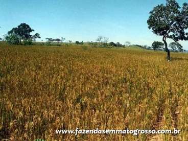 Fazenda diamantino / mt 884 hectares