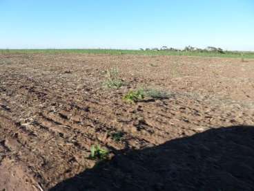 Fazenda em água boa 1.500ha