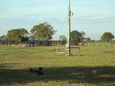 Fazenda em araguaiana ótima p/pecuaria 484 ha