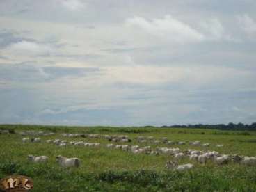 Fazenda em araguaína - tocantins