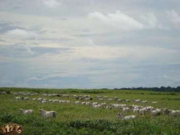 Fazenda em araguaína - tocantins