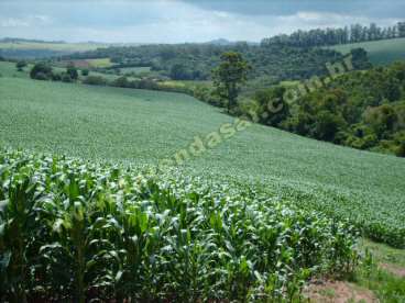 Fazenda em braganca paulista - sp. com 90 alqueire