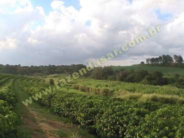 Fazenda em braganca paulista. com 237 hectares.