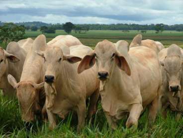 Fazenda em buritizeiro - minas gerais