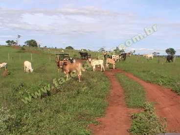 Fazenda em cachoeira alta - go. com 470 hectares