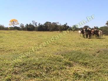 Fazenda em cacu - go. com 346 alqueires paulista