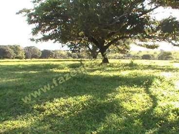 Fazenda em cacu - go. com 85 hectares