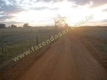 Fazenda em canarana - mt. com 1000 ha