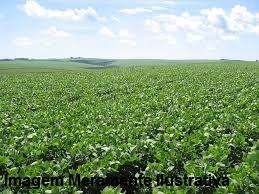 Fazenda em centenário - tocantins