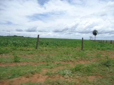 Fazenda em distrito do novo paraíso - amazonas