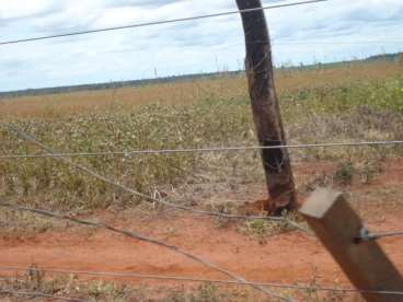 Fazenda em distrito do novo paraíso - amazonas