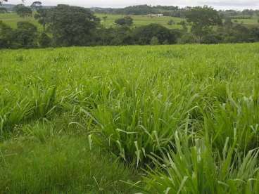 Fazenda em itapaci go 1210 ha