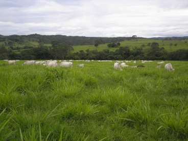 Fazenda em itapaci go 1210 ha