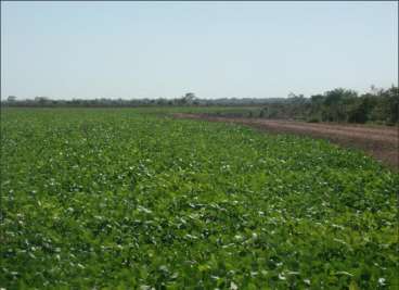 Fazenda em lagoa da confusao - tocantins