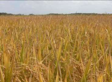 Fazenda em lagoa da confusao - tocantins