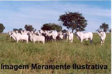 Fazenda em nova andradina - mato grosso do sul