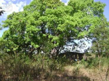 Fazenda em palmas - to