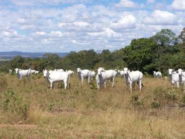 Fazenda em paranatinga 1.325 hectares