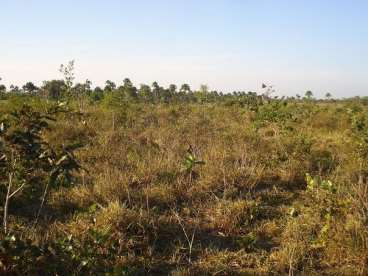 Fazenda em paranatinga mt 8523 ha