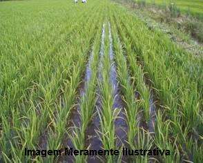 Fazenda em pium – tocantins