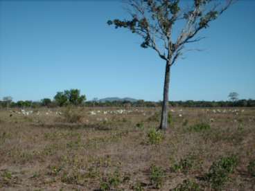 Fazenda em porangatu - go, 580 hectares